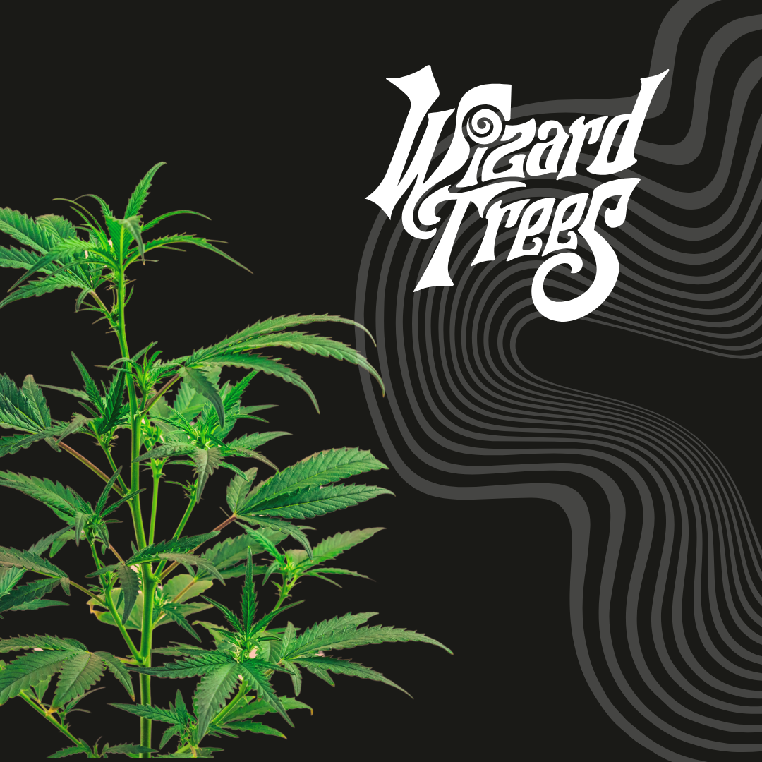 Wizard Trees The Keeper - ZOAP x RS11 🌳🔮