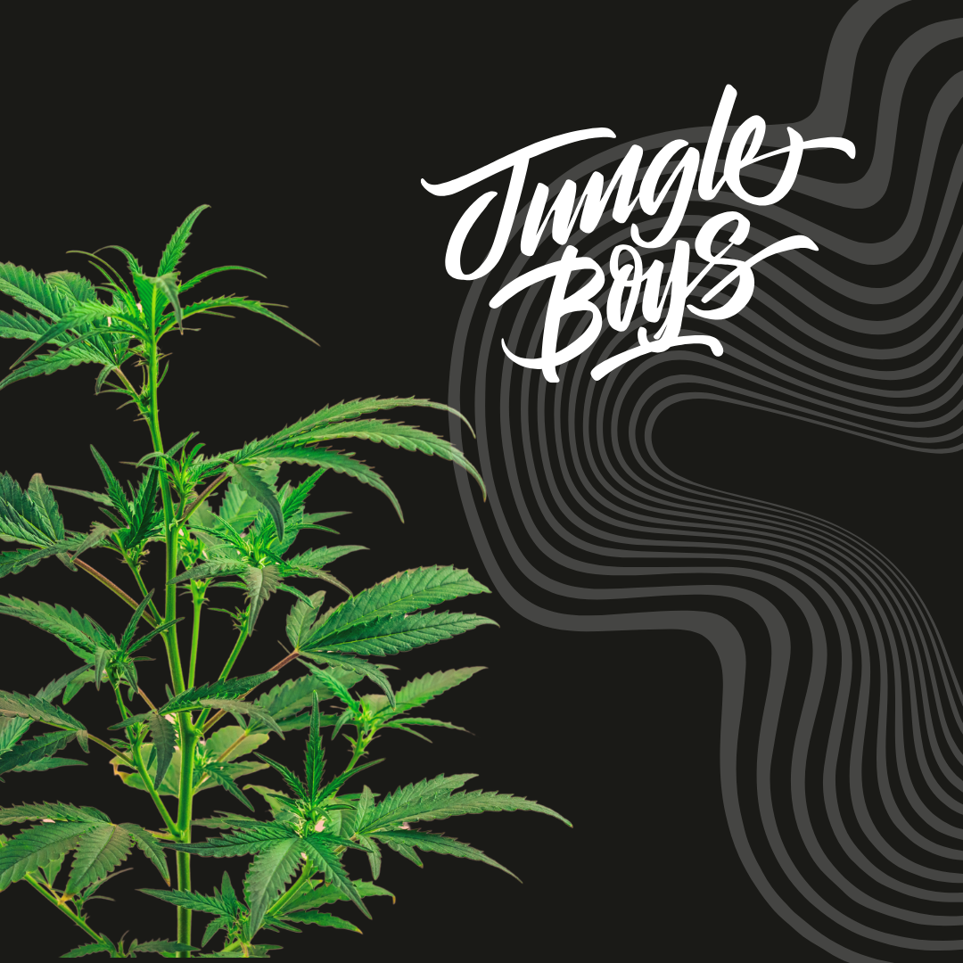 Hippy Crasher – Euphoric and Tingling | Jungle Boys ✌️🍃