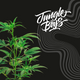 Hippy Crasher – Euphoric and Tingling | Jungle Boys ✌️🍃