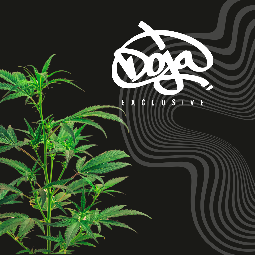 Studio 54 – Exotic Indica Hybrid von Doja, Wizard Trees & Deep East 🍃🌟